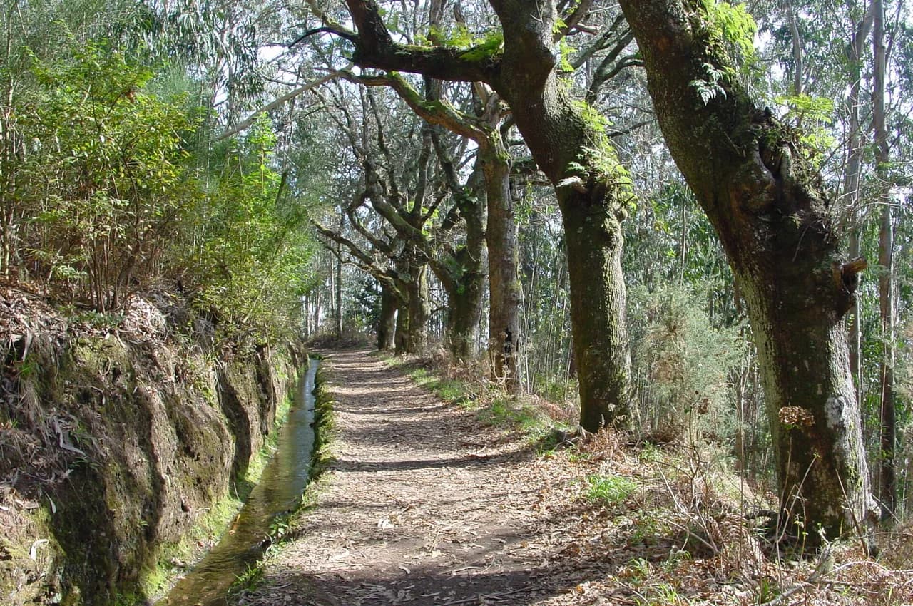 Levada da Serra do Faial: Choupana to Camacha Walk Guide