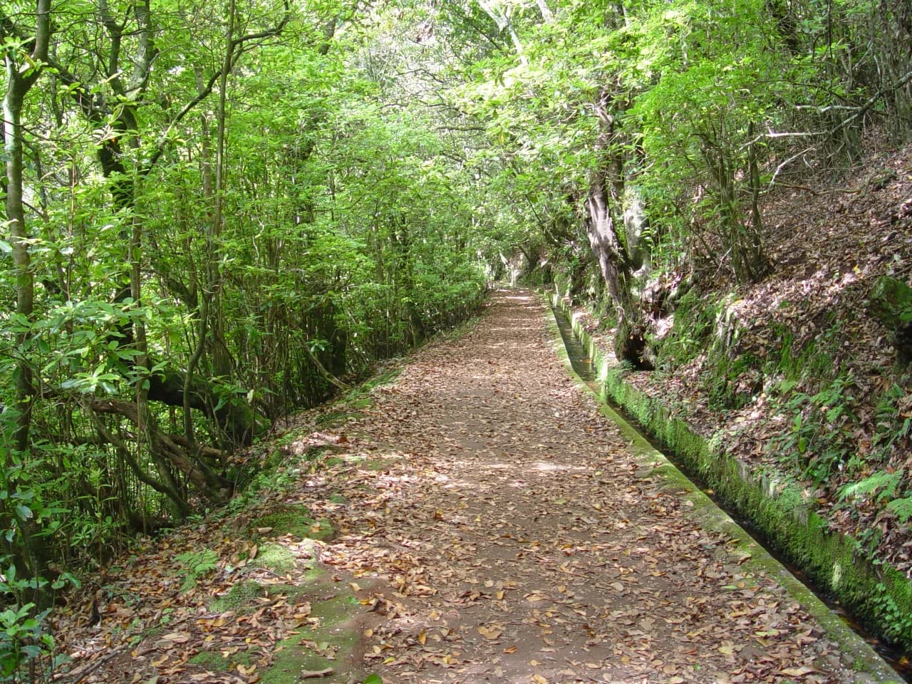 Levada do Furado (PR10) Hike: Ribeiro Frio to Portela Guide