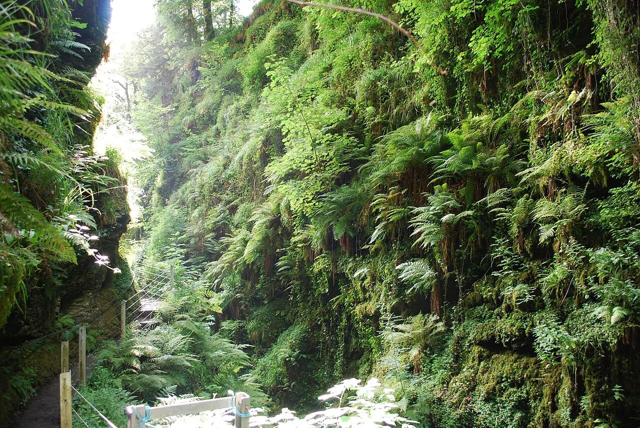 Lydford Gorge Walk: Whitelady Waterfall Route Guide