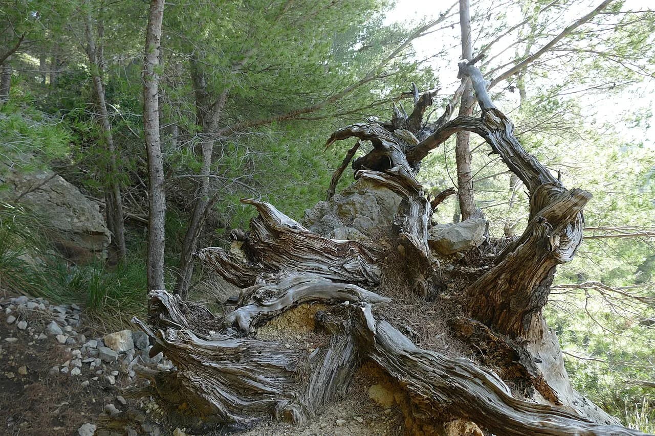 Mallorca Walking Holidays: Self-Guided vs Guided Trips
