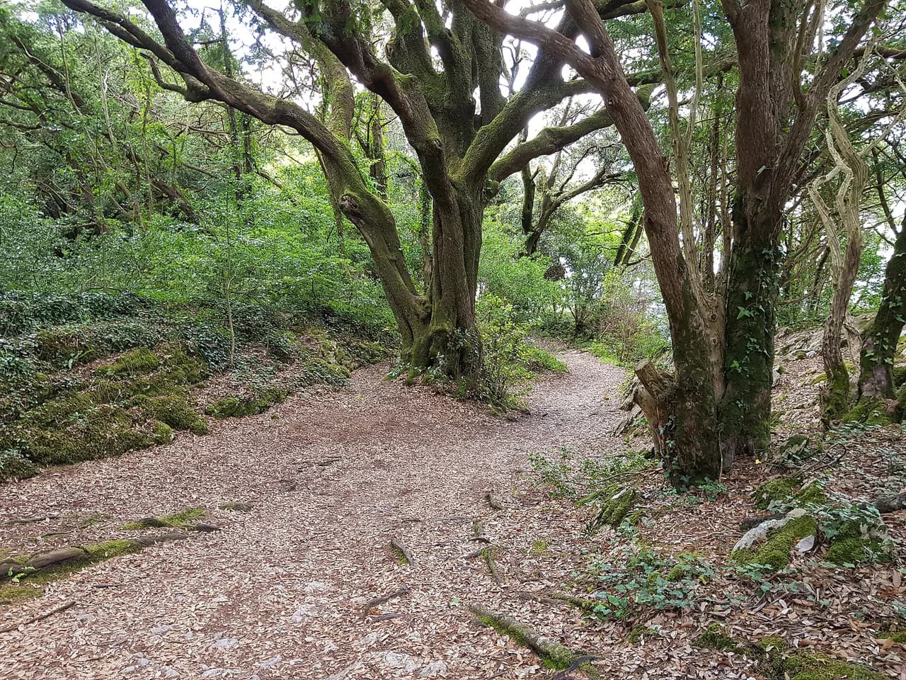 Muckross Lake Loop: Killarney's Lakeside Walk Guide