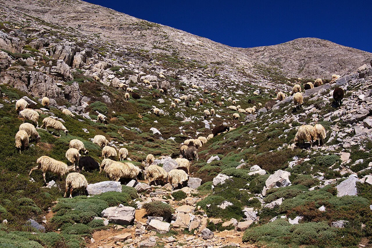 Sheep on hiking track to Psiloritis,the highest mountain in Crete in Greece,Europe