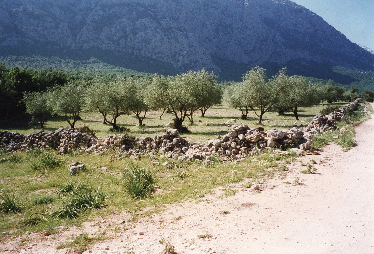 Landscape with olive trees, stone walls and mountains near Oliena, Sardinia