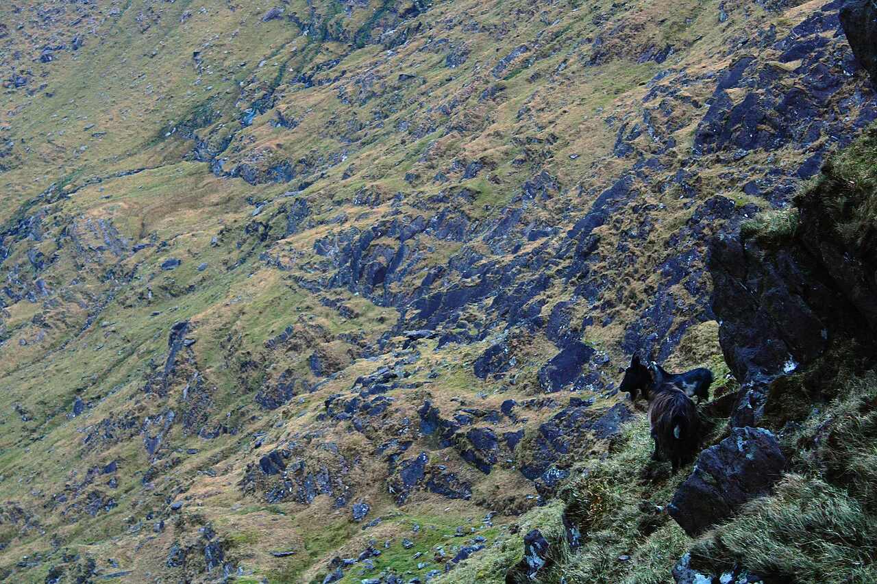 Mountain goats, Killarney