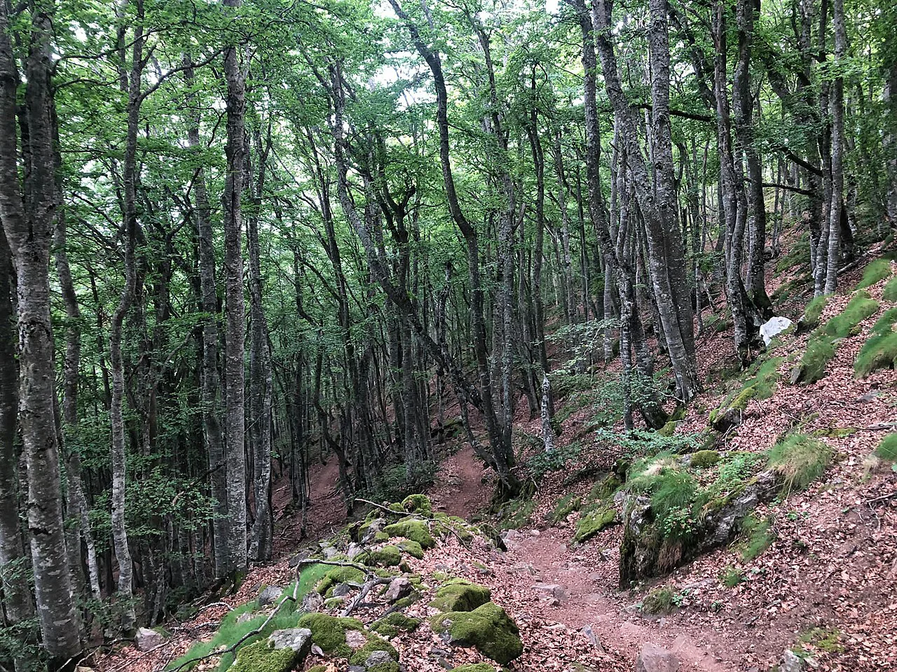 Fageda al Canigó, Pyrenees