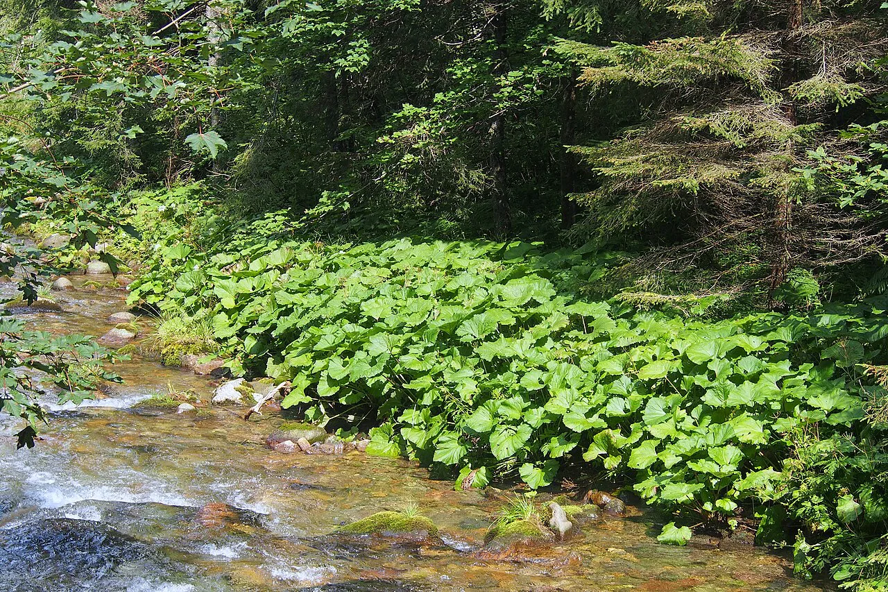 Petasites kablikianus Lepiężnik wyłysiały Dolina Kościeliska, Tatra Mountains