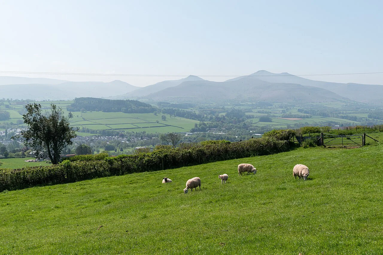 Farmer's field on lower slopes of Pen-y-crug with Brecon Beacons behind