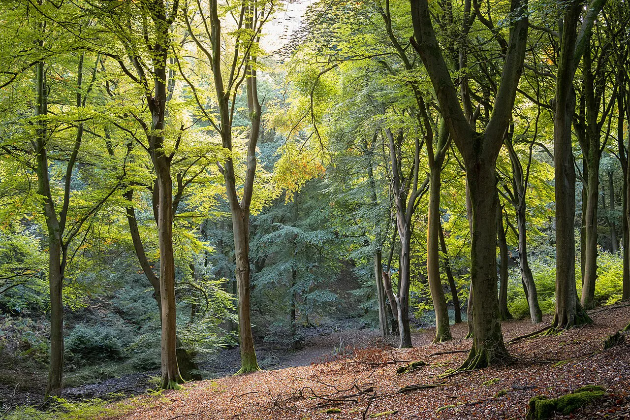 Woodland in Brecon Beacons National Park