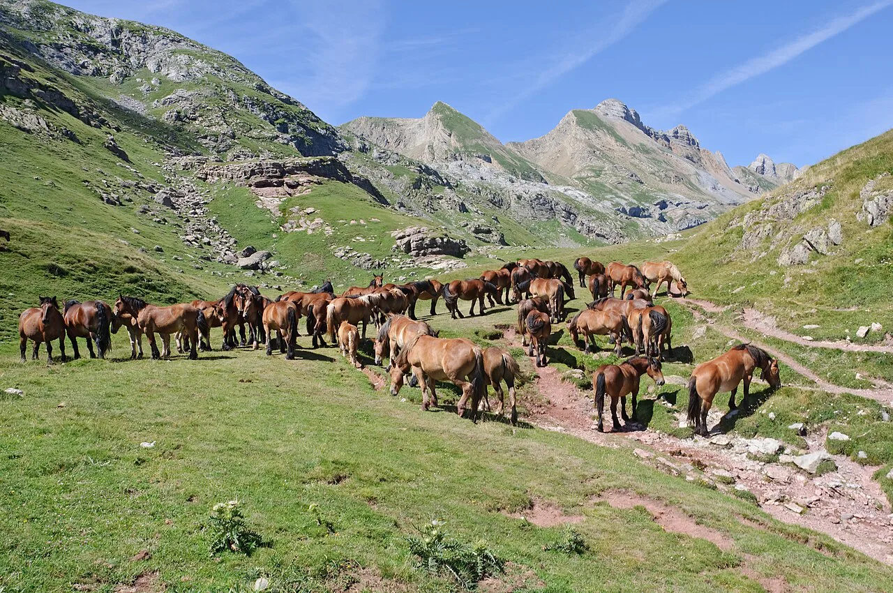 Chevaux estive Pyrenees GR