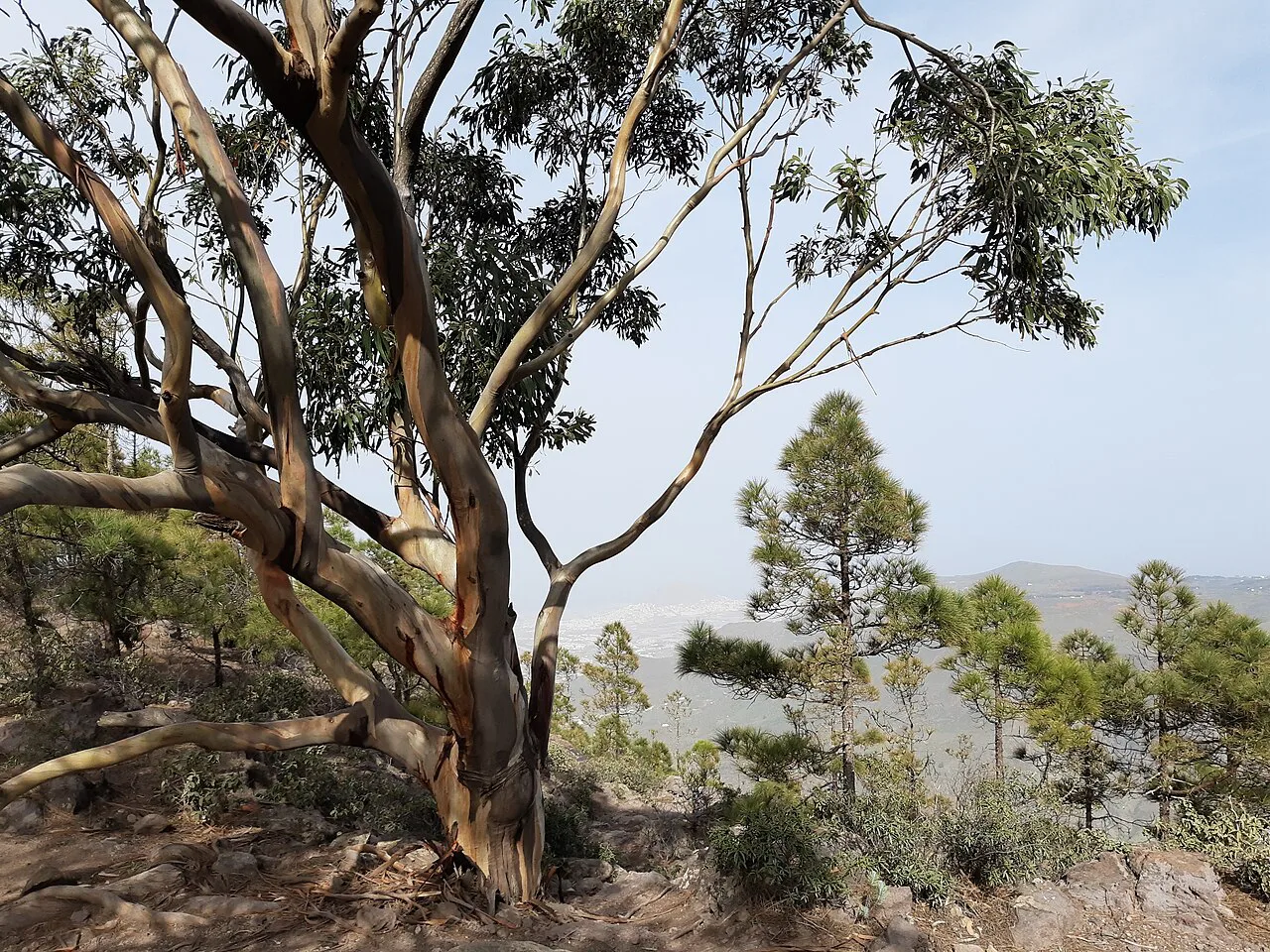 S 90, Gran Canaria, eucalypus