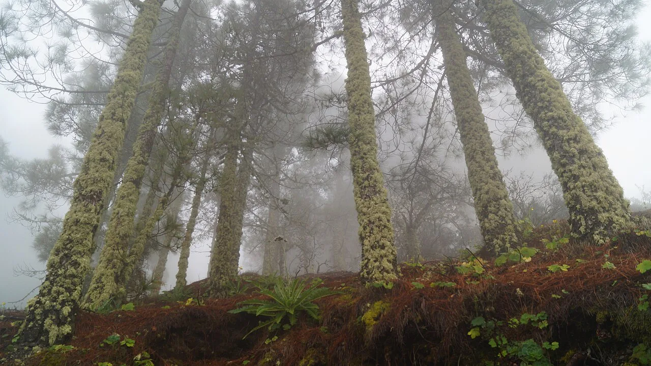 Hiking trails near Caldera de Los Marteles at Gran Canaria