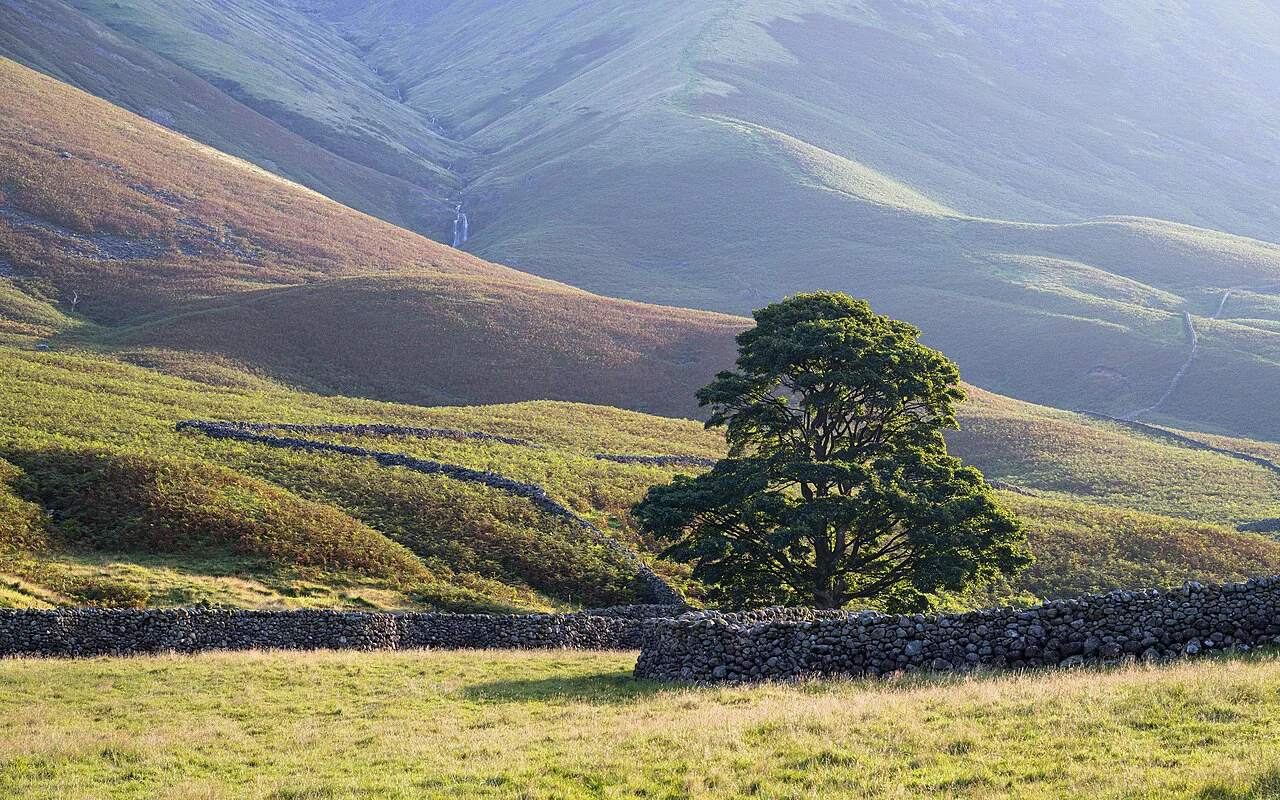 Wasdale Tree under Kirk Fell Lake District