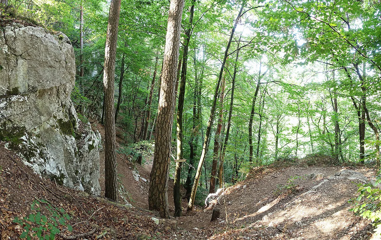 Annecy - forest