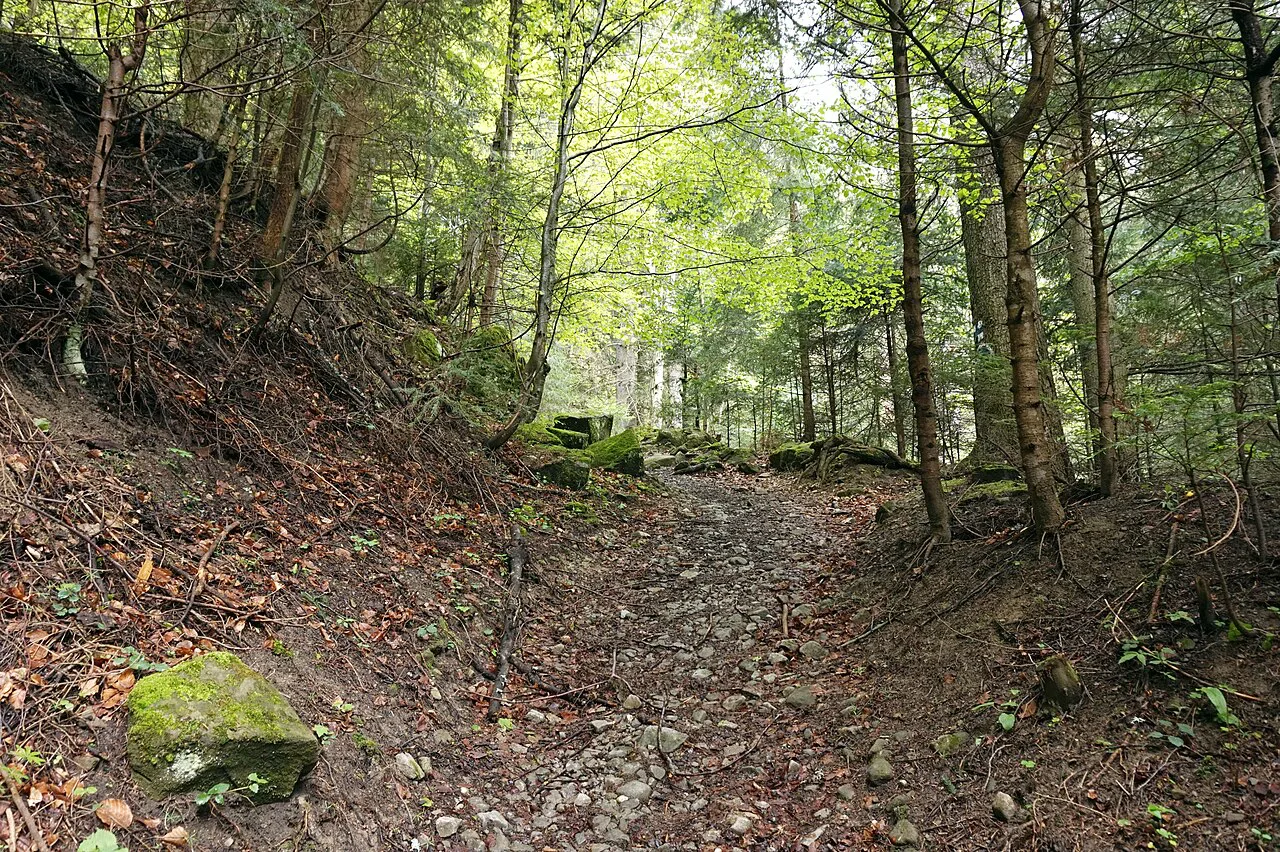 Romania - trail in forest, Europe