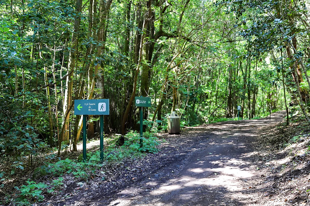 Hiking trail in the Garajonay National Park on La Gomera, Spain, Europe