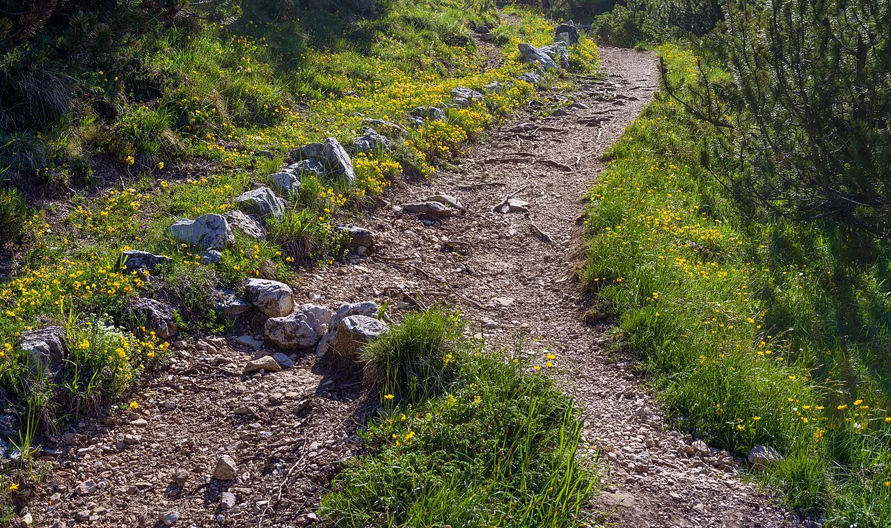 Ciofes dinsta te Ncisles Gherdëina, Dolomites