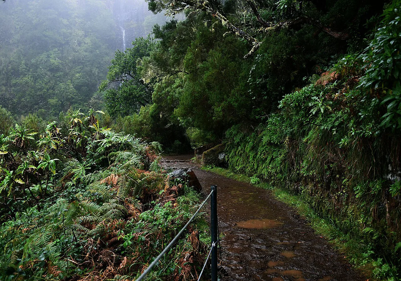 Levada do Furado do Ribeiro Frio - - Image, Madeira