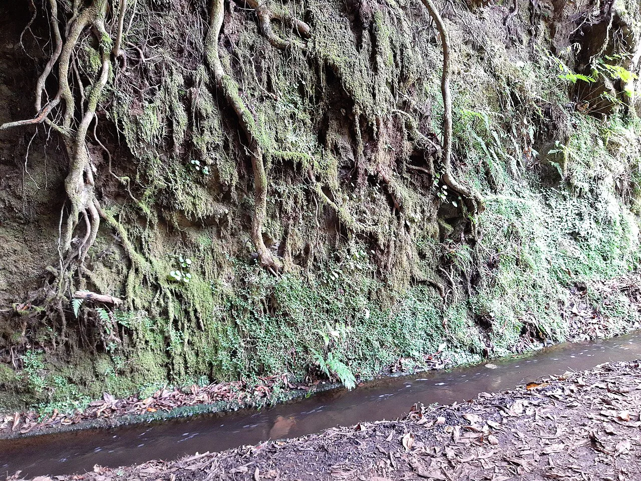 PR 7, Levada do Moinho, Madeira, roots
