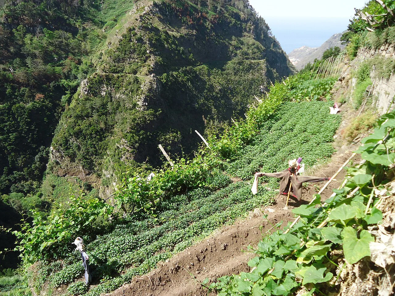 Levada Nova Espigão- Quinta Grande, Madeira