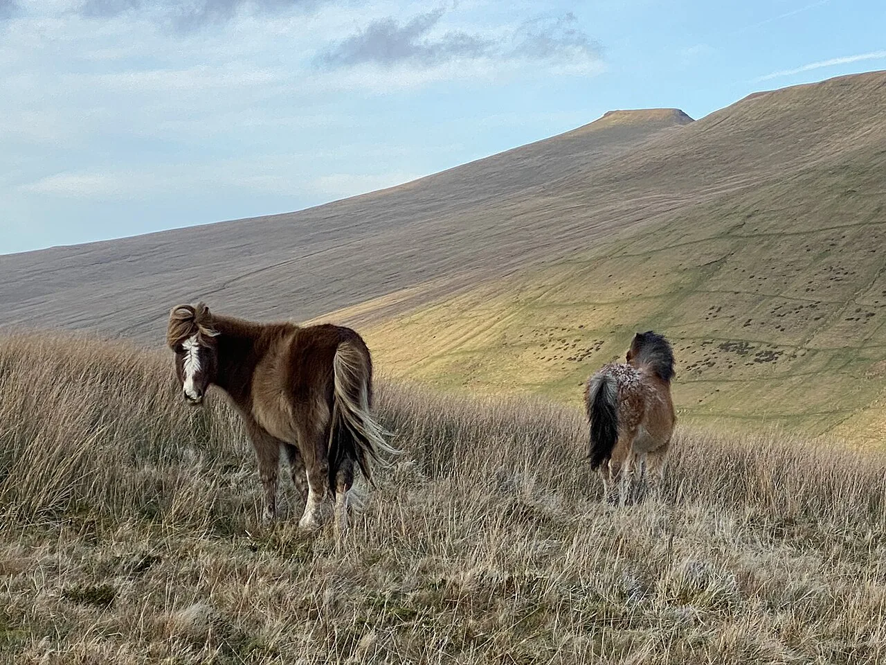 Mountain ponies on the Brecon Beacons - geograph.org.uk