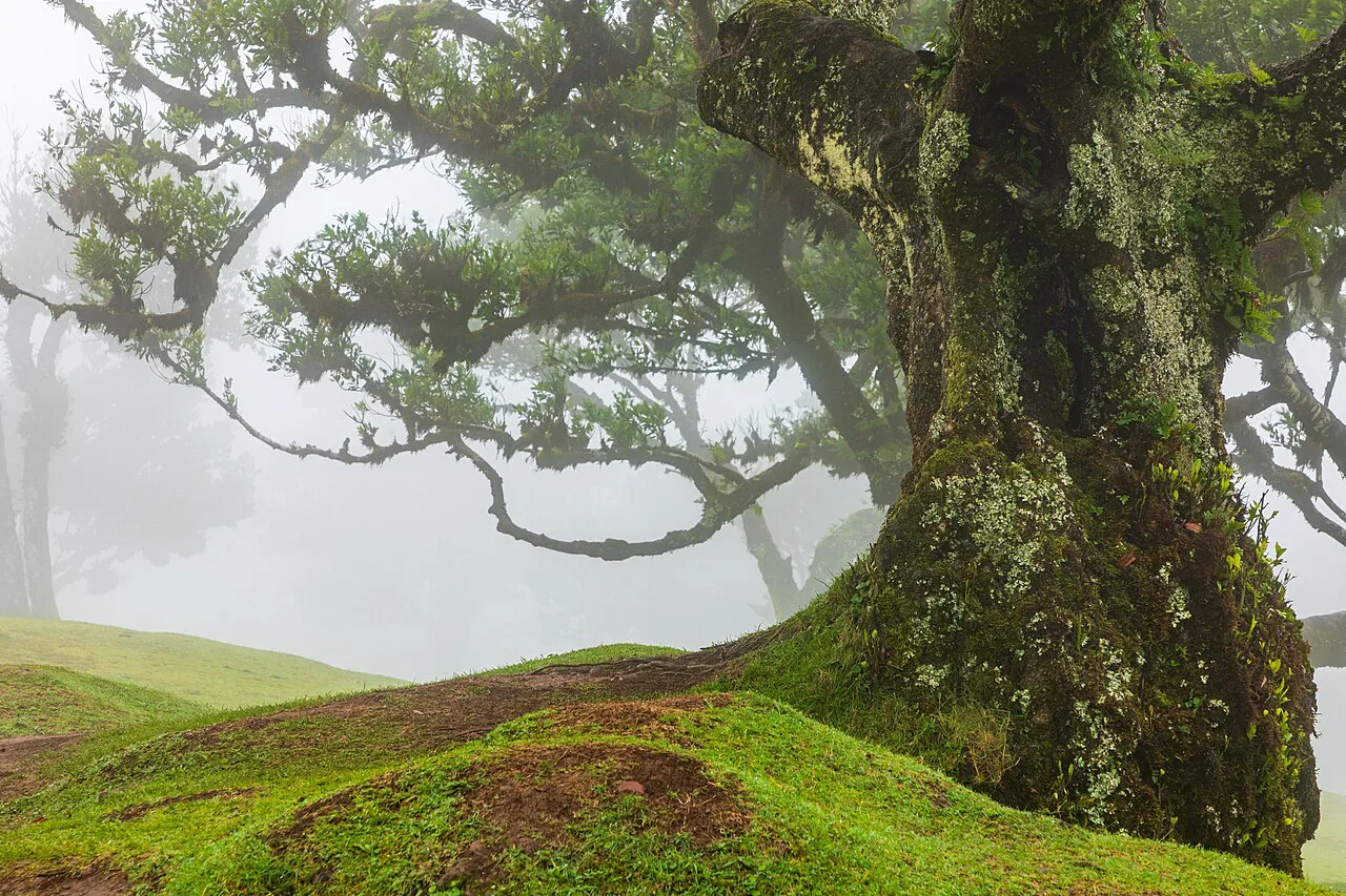 Fanal (Madeira, Portugal), Lorbeerwald