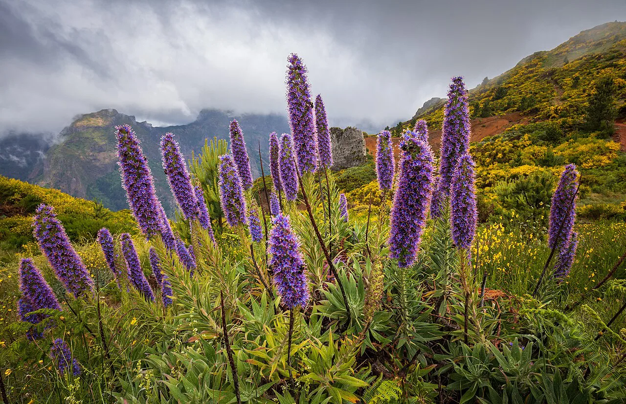 Madeira, Portugal