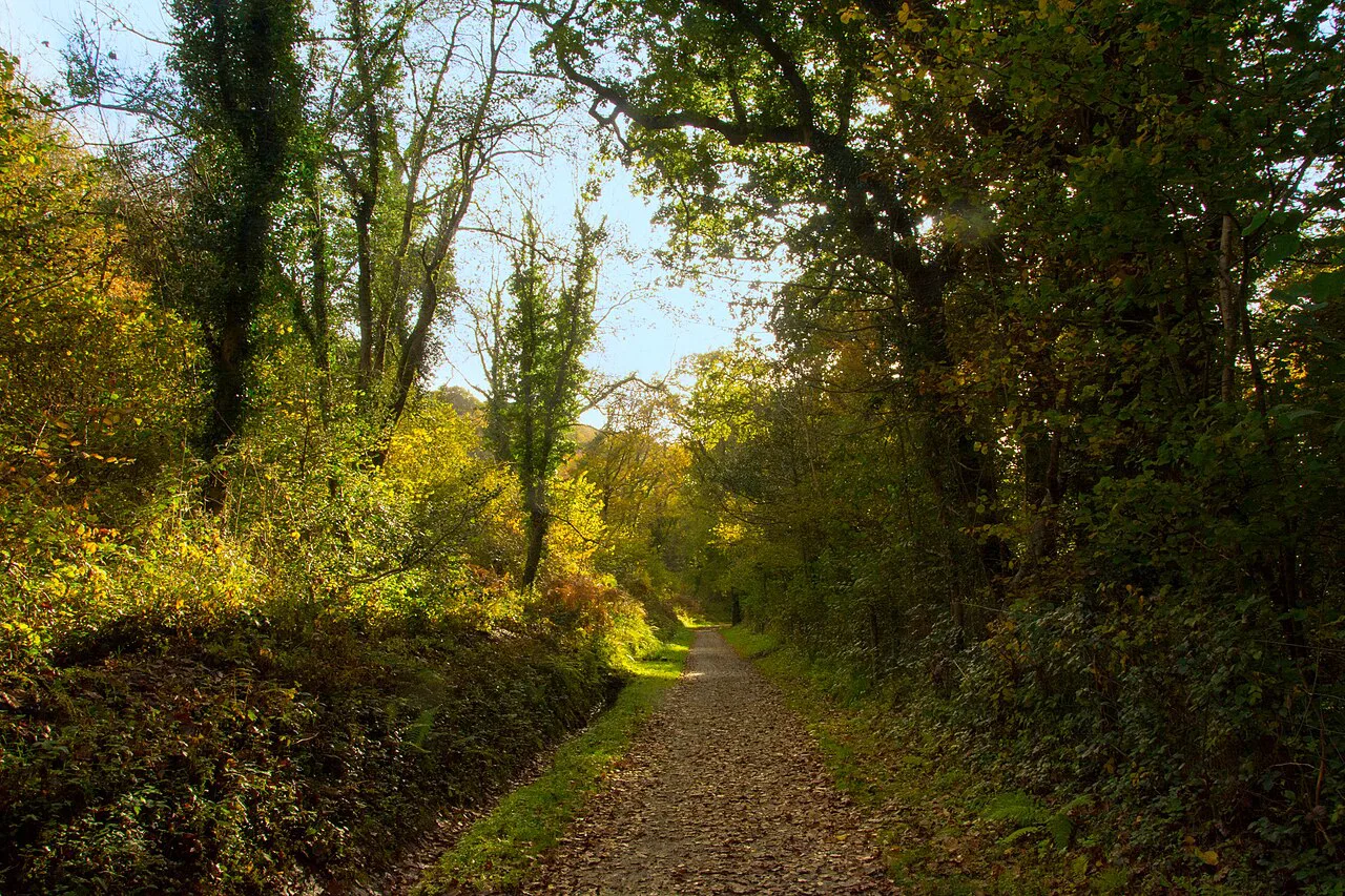 Camel trail in autumn, Cornwall