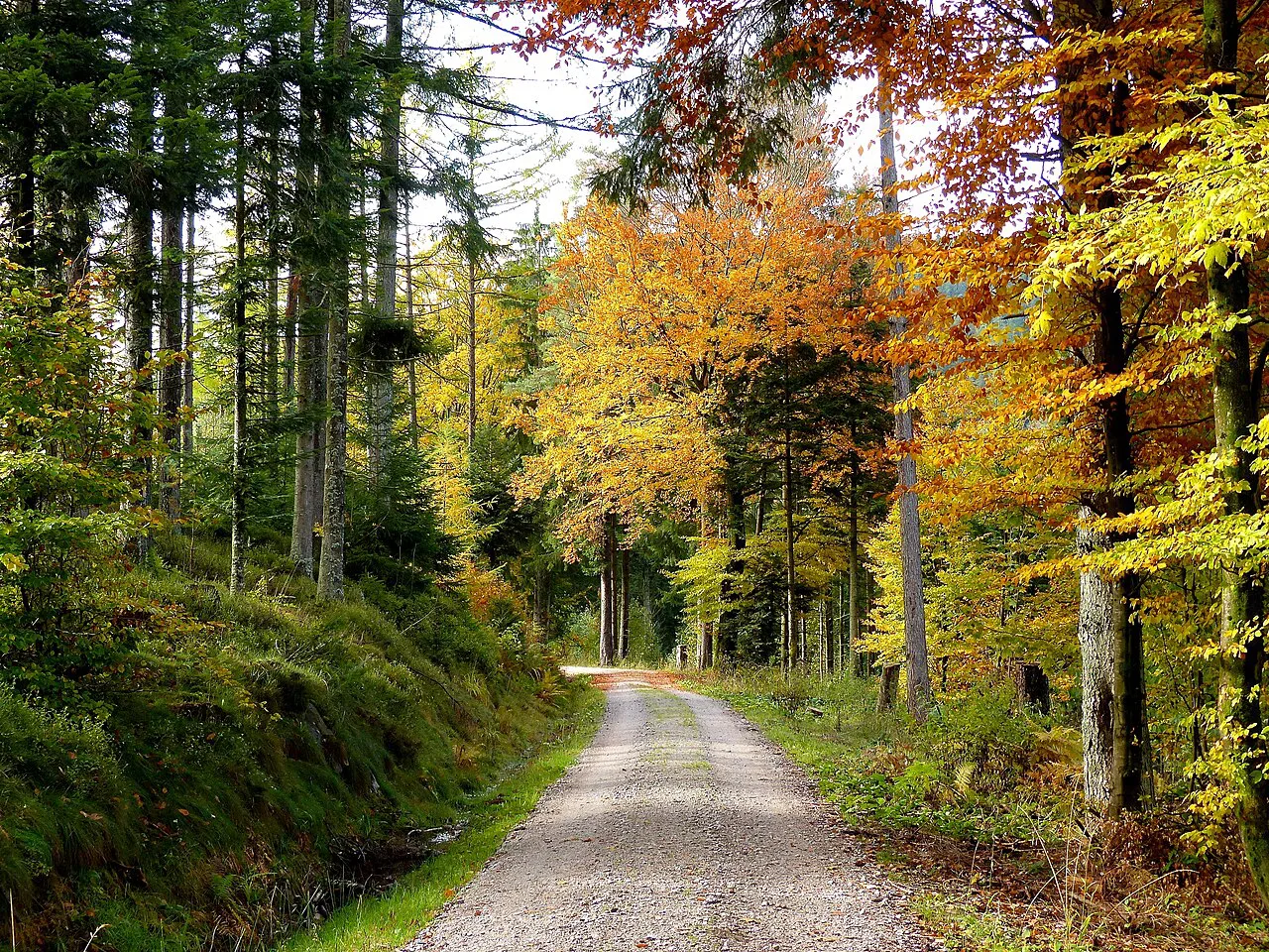 Black Forest- Road