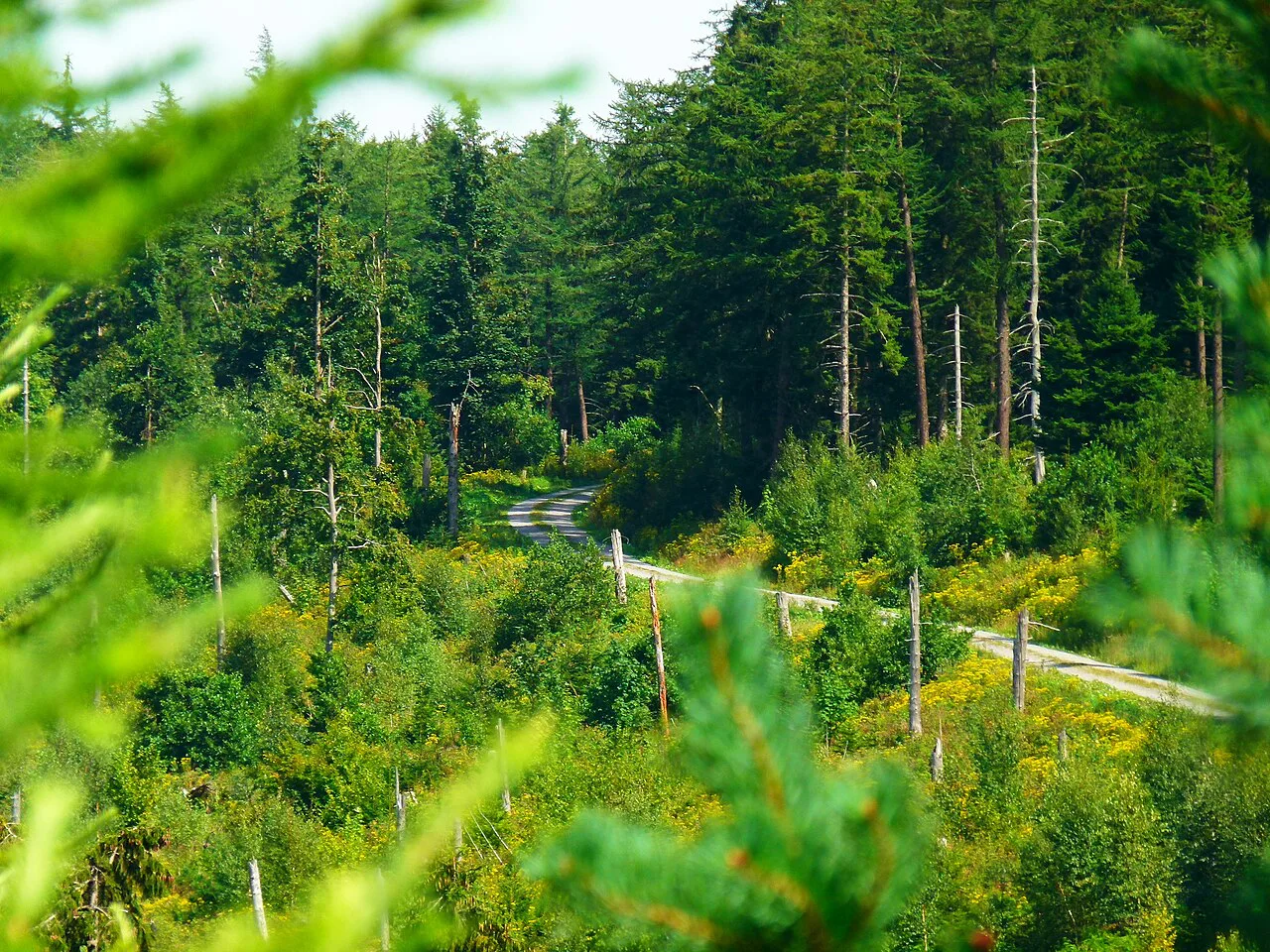Into The Deep Black Forest - panoramio