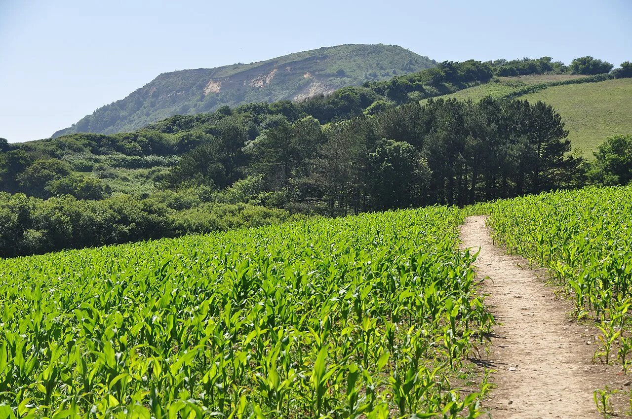 West Dorset , Coast Path ^ Crops - geograph.org.uk, Jurassic Coast