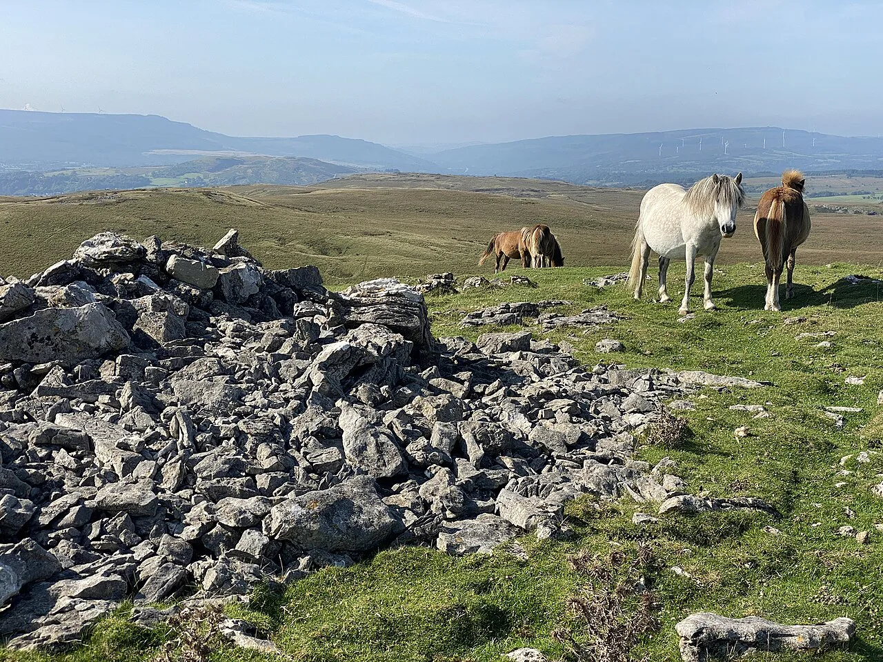 Brecon Beacons mountain ponies - geograph.org.uk
