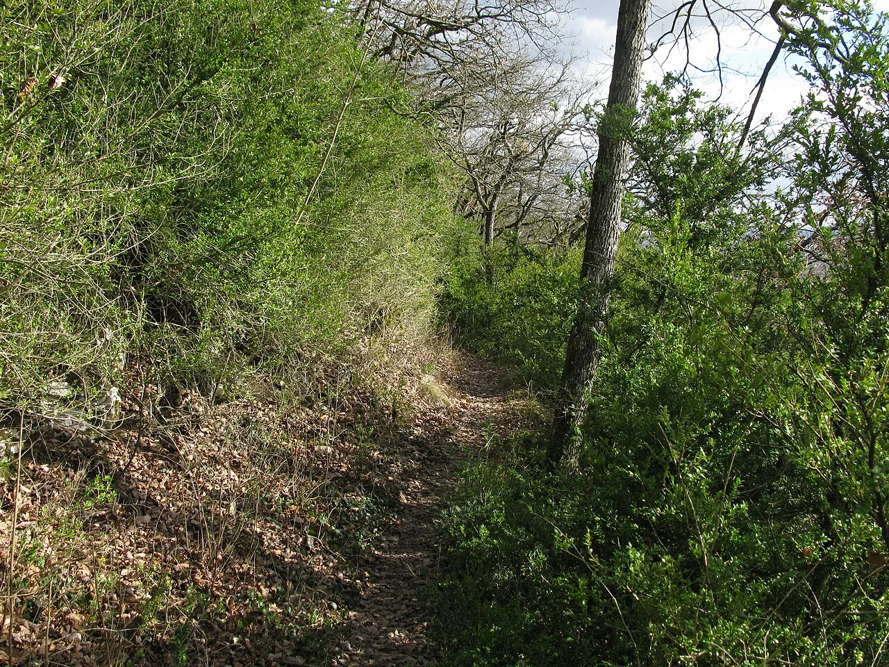 Buchswald am Westweg in Grenzach-Wyhlen, Black Forest